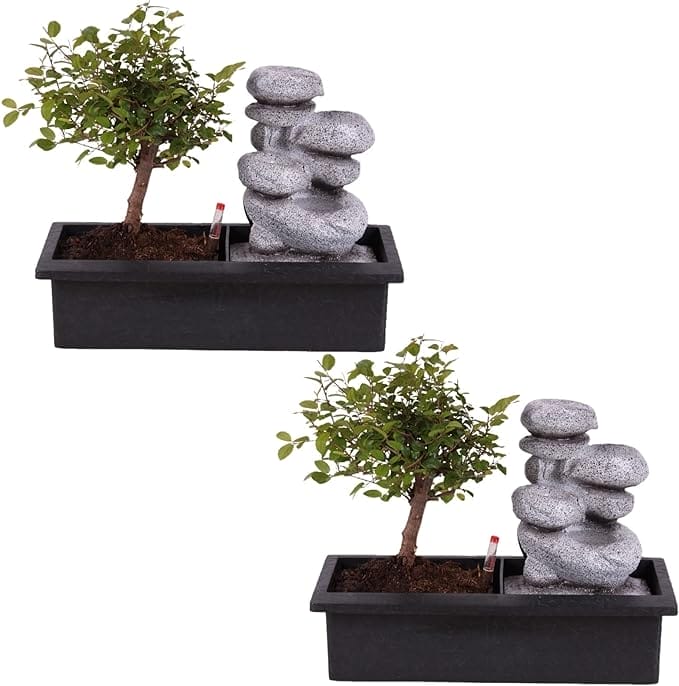 Plant in a Box - Bonsai boompje met Easy-care watersysteem én stromende waterval over Zen stenen - kamerplant - Hoogte 25-35cm