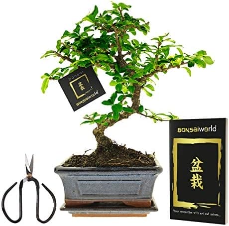 vdvelde.com - Bonsai Boompje + Starters Kit - 5-Delige Set - 10 jaar oude bonsai boom - Hoogte 25-30 cm